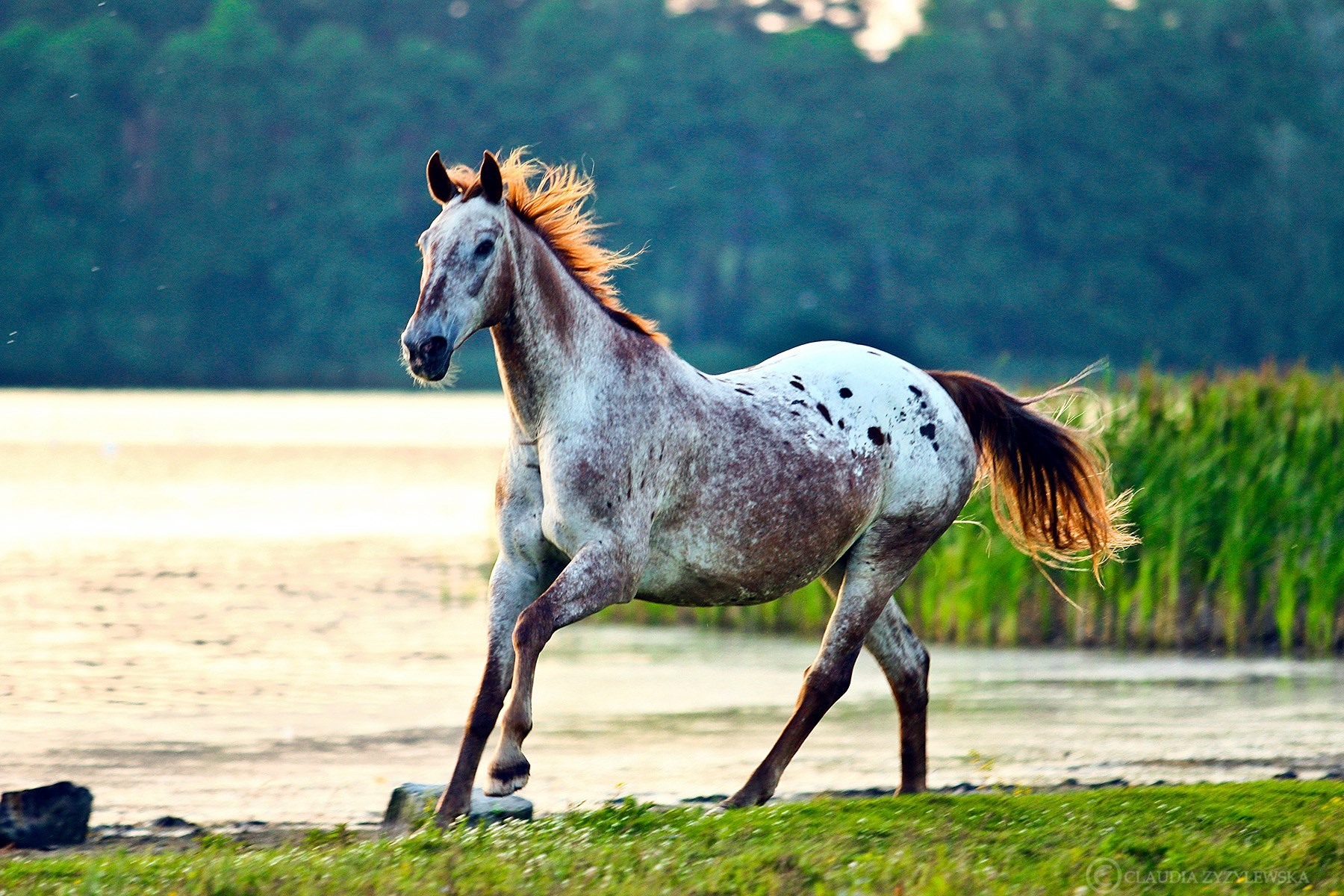 Stunning Appaloosa Horse @Klaudia Zyzylewska, Artemis Photography, Poland